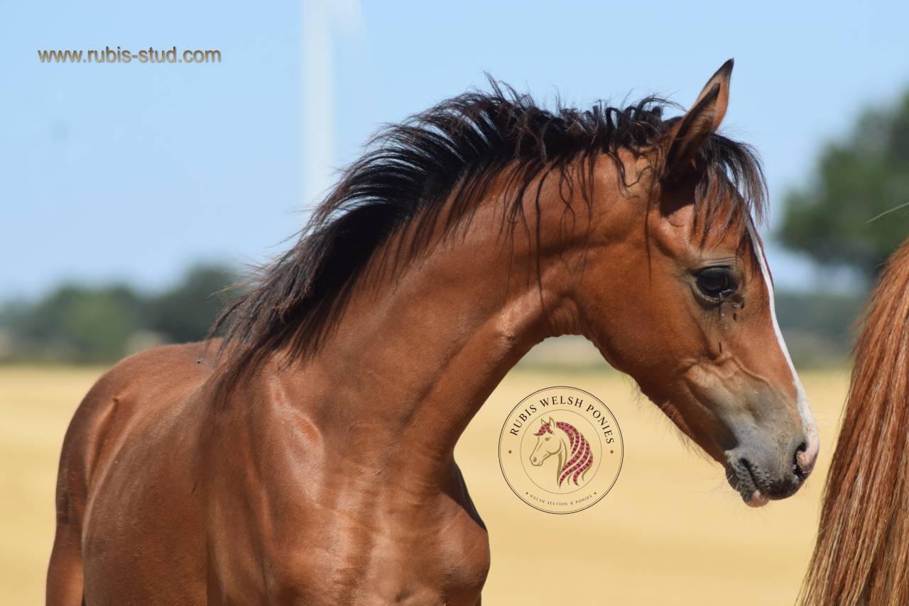 Veulen (vr) Welsh Pony (Section B) Te koop 2026 Donker bruin / bai