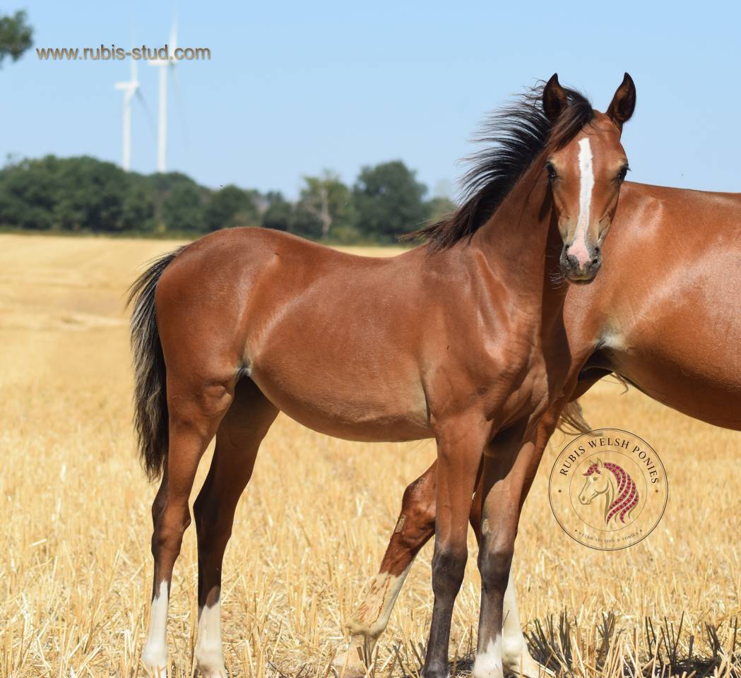 Veulen (vr) Welsh Pony (Section B) Te koop 2026 Donker bruin / bai