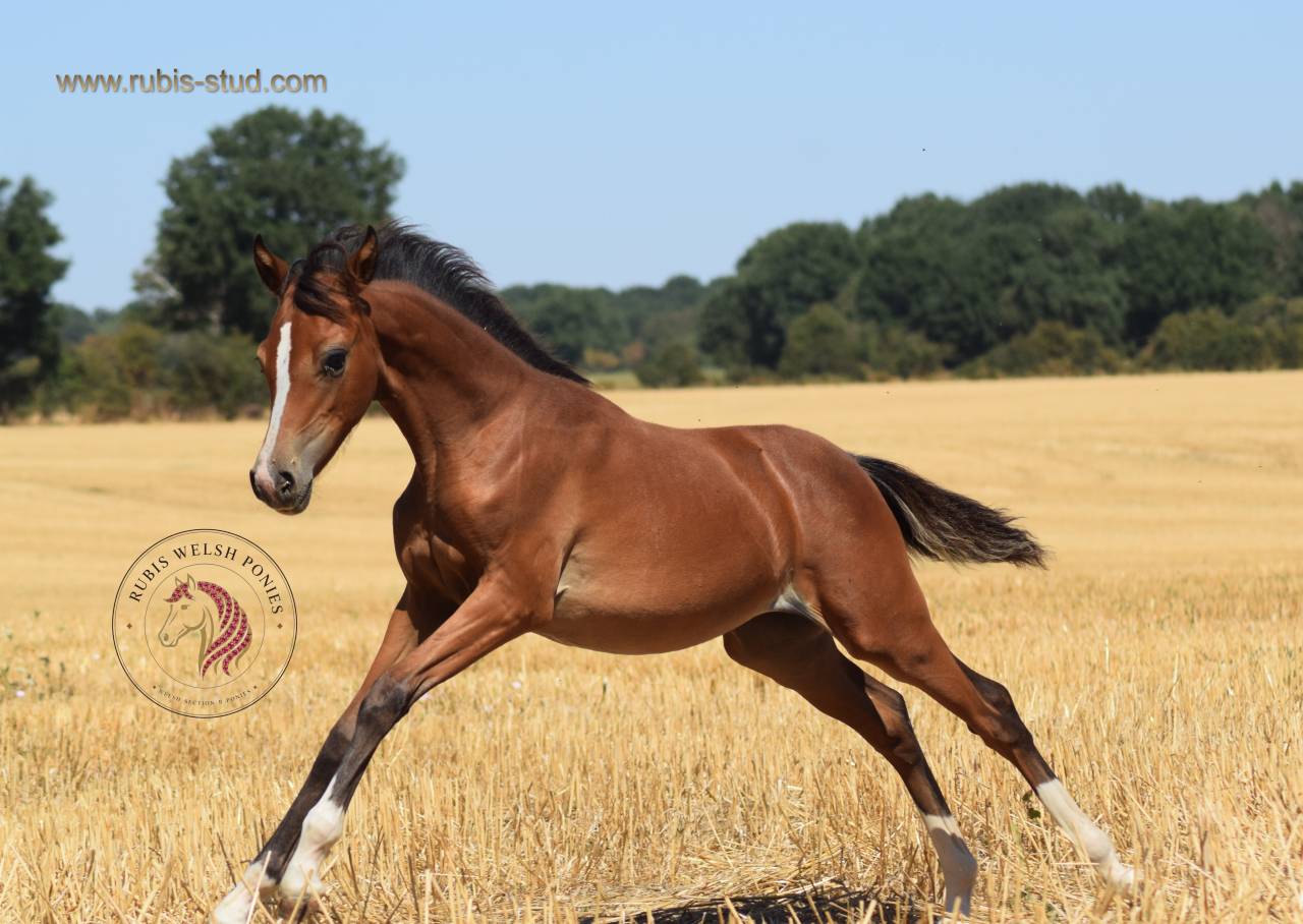 Veulen (vr) Welsh Pony (Section B) Te koop 2026 Donker bruin / bai