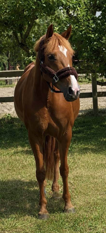 Merrie Franse rijpony PFS Te koop 2016 Vos
