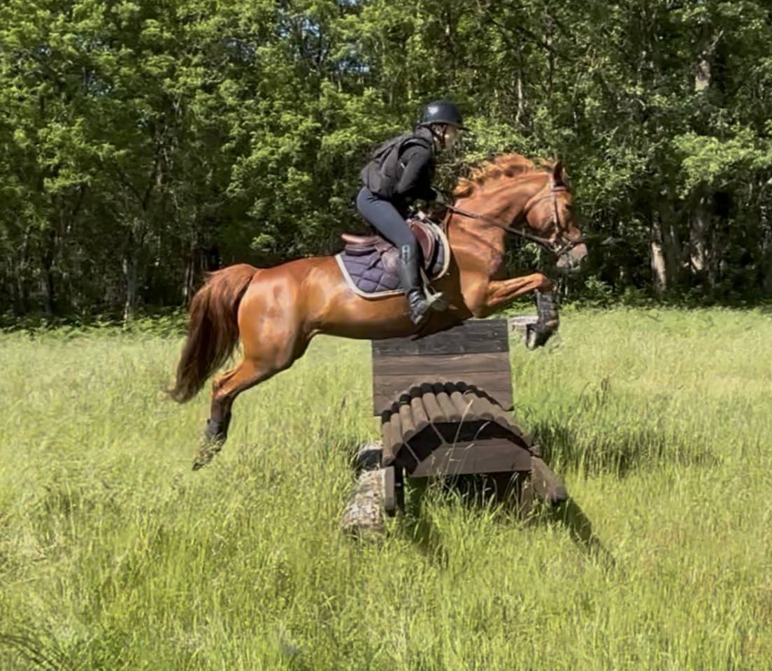 Merrie Franse rijpony PFS Te koop 2016 Vos