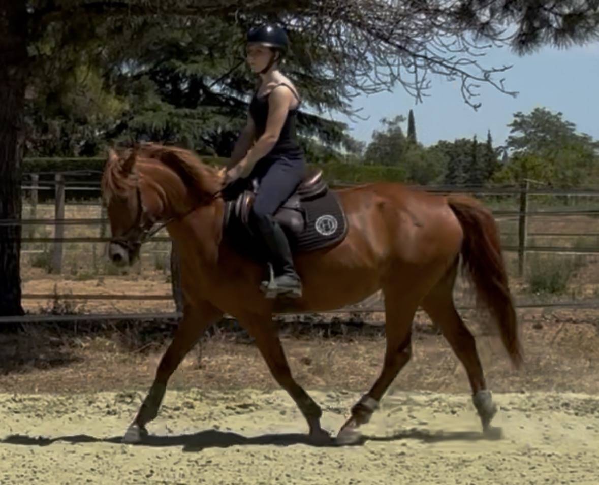 Merrie Franse rijpony PFS Te koop 2016 Vos