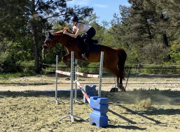 Merrie Franse rijpony PFS Te koop 2016 Vos