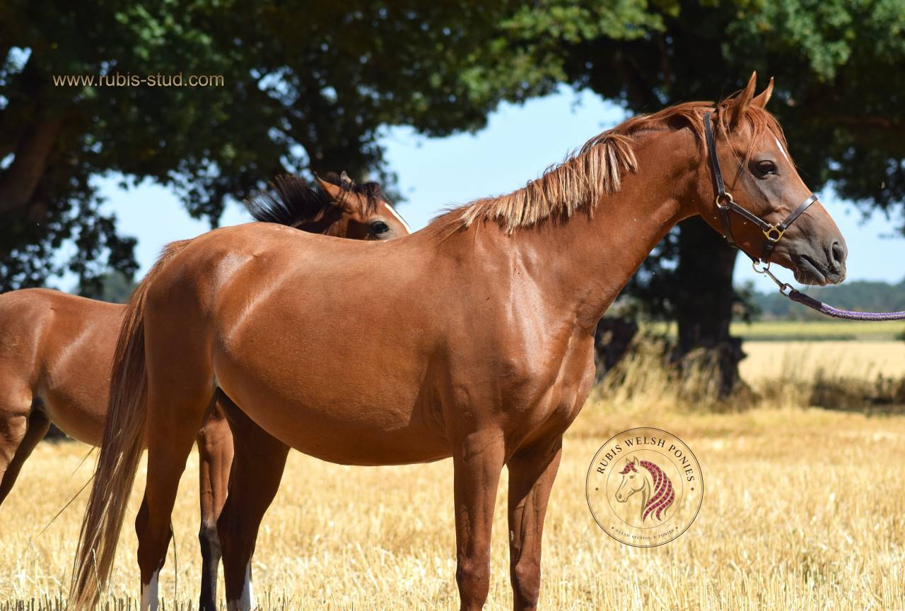 Merrie Welsh Pony (Section B) Te koop 2022 Vos