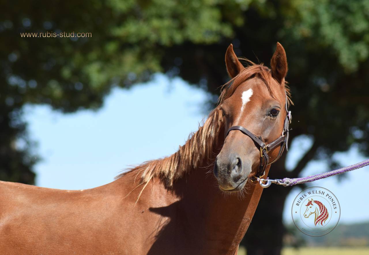 Merrie Welsh Pony (Section B) Te koop 2022 Vos