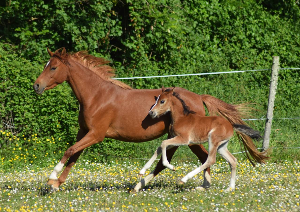 Merrie Welsh Pony (Section B) Te koop 2022 Vos