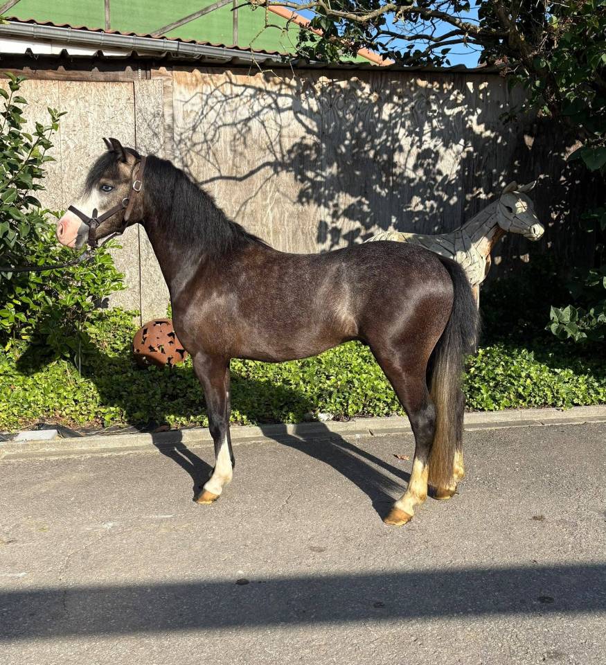 Ruin Welsh Pony (Section C) Te koop 2023 Schimmel
