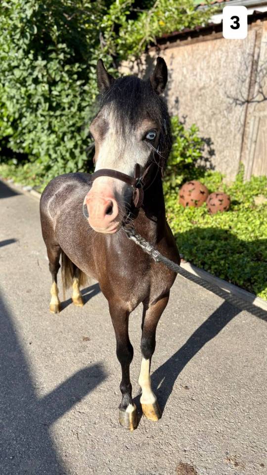 Ruin Welsh Pony (Section C) Te koop 2023 Schimmel