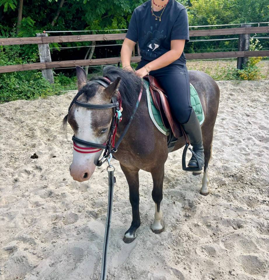 Ruin Welsh Pony (Section C) Te koop 2023 Schimmel