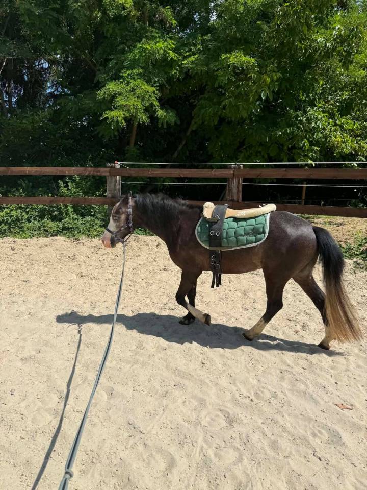 Ruin Welsh Pony (Section C) Te koop 2023 Schimmel