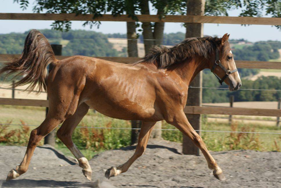 Veulen (vr) Franse rijpony PFS Te koop 2025 Vos ,  Carwyn d'isky