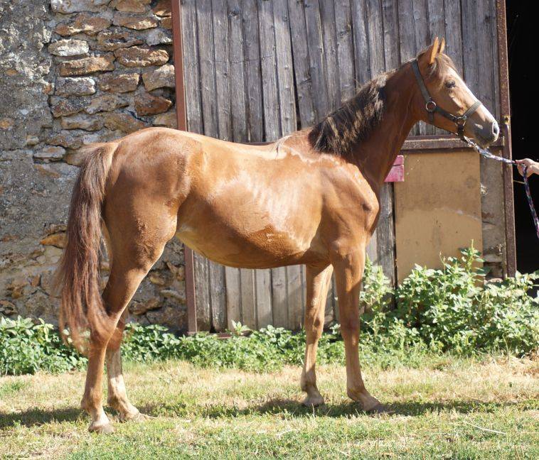 Veulen (vr) Franse rijpony PFS Te koop 2025 Vos ,  Carwyn d'isky