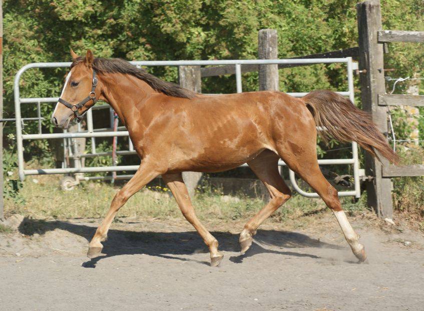 Veulen (vr) Franse rijpony PFS Te koop 2025 Vos ,  Carwyn d'isky