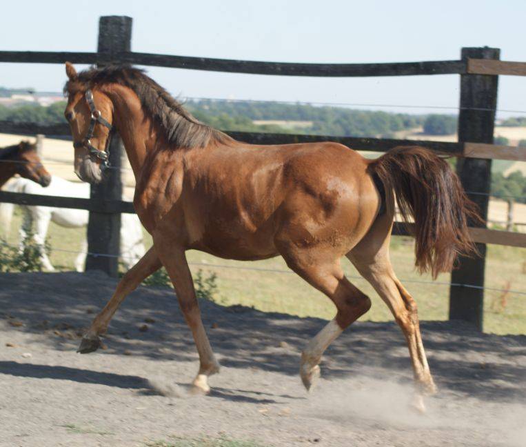 Veulen (vr) Franse rijpony PFS Te koop 2025 Vos ,  Carwyn d'isky