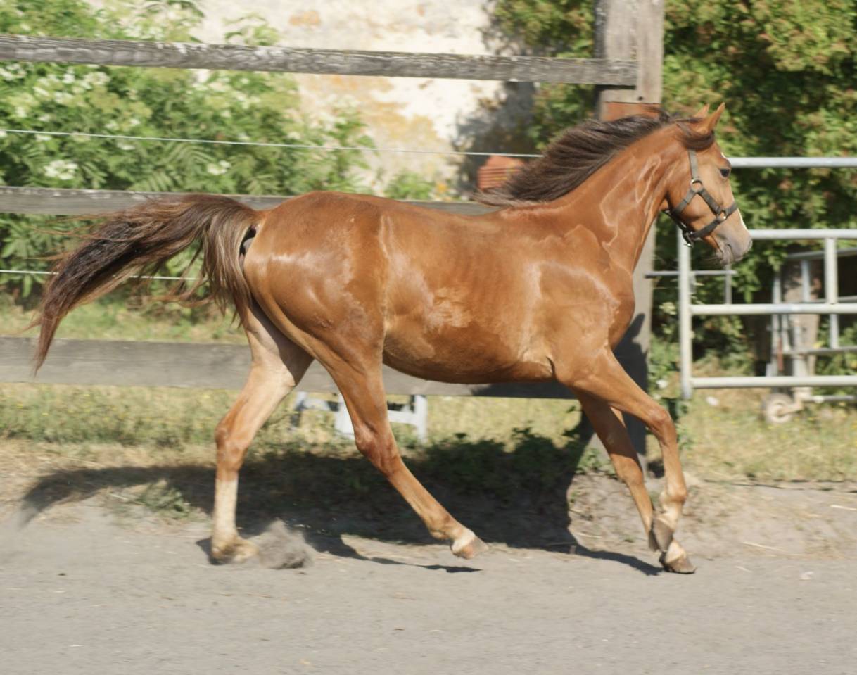 Veulen (vr) Franse rijpony PFS Te koop 2025 Vos ,  Carwyn d'isky