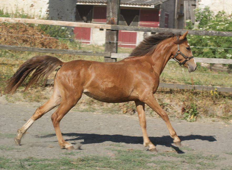 Veulen (vr) Franse rijpony PFS Te koop 2025 Vos ,  Carwyn d'isky