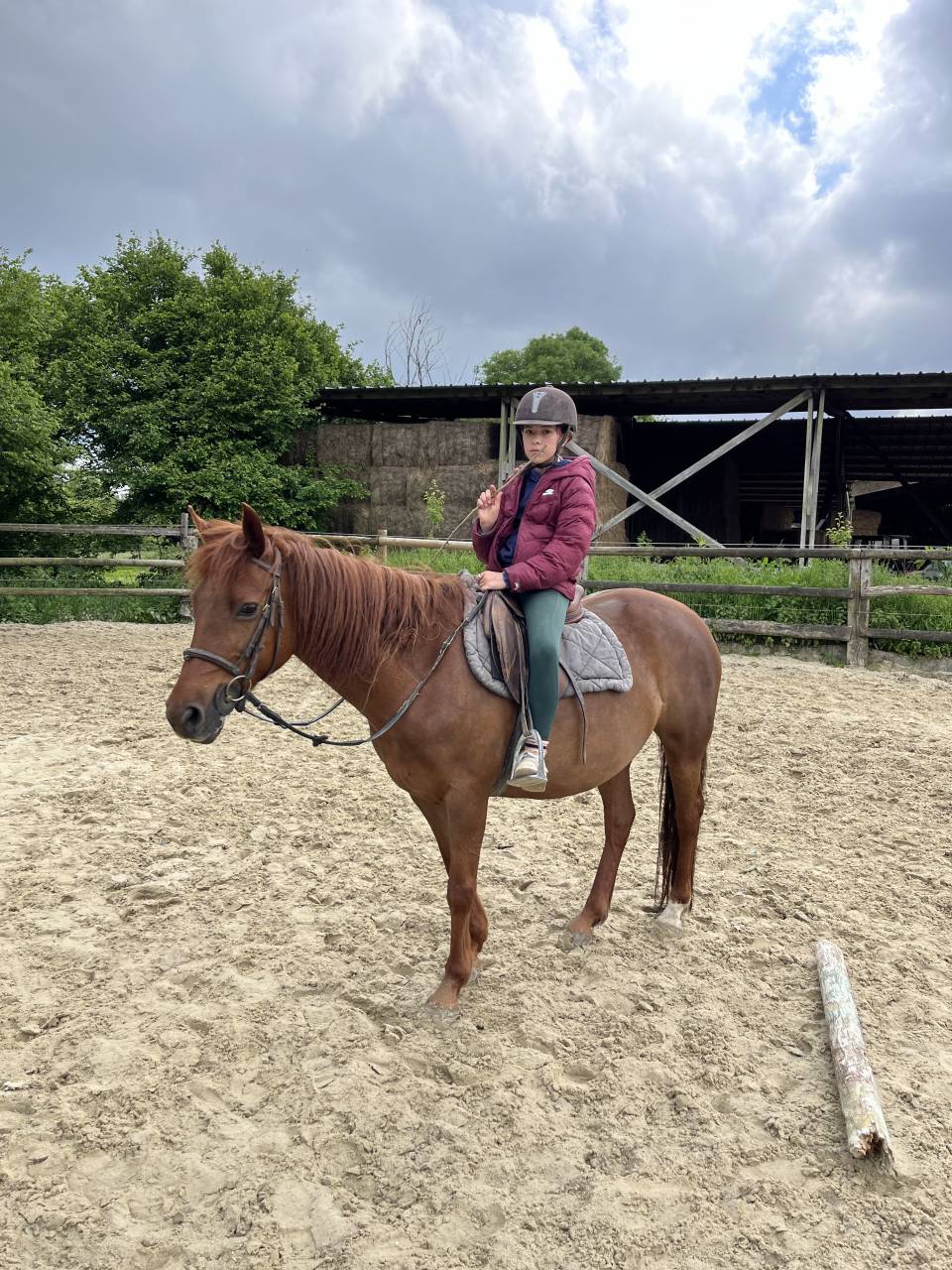 Merrie Franse rijpony PFS Te leen 2014 Koffie vos