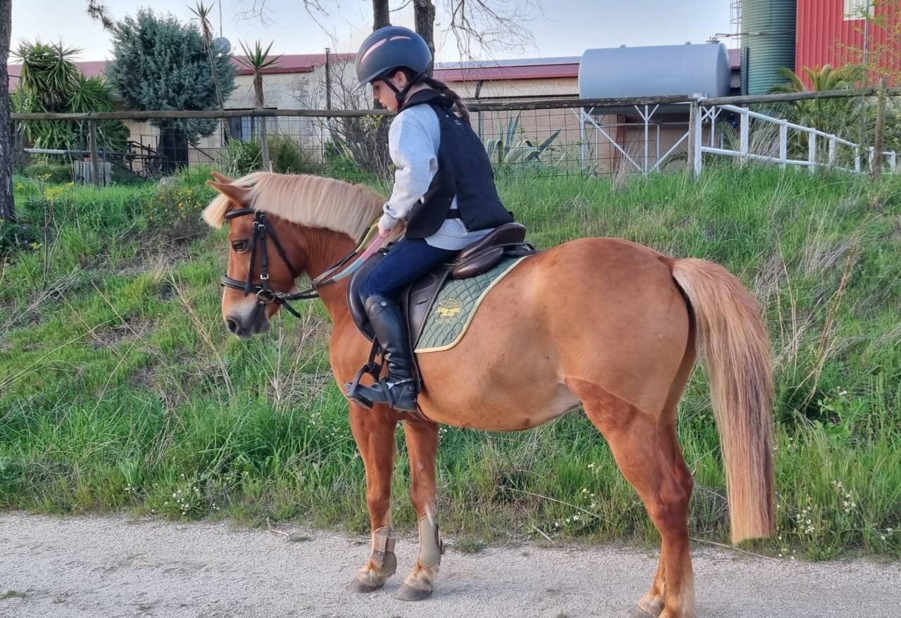 Hengst Shetland Te koop 2014 Vos