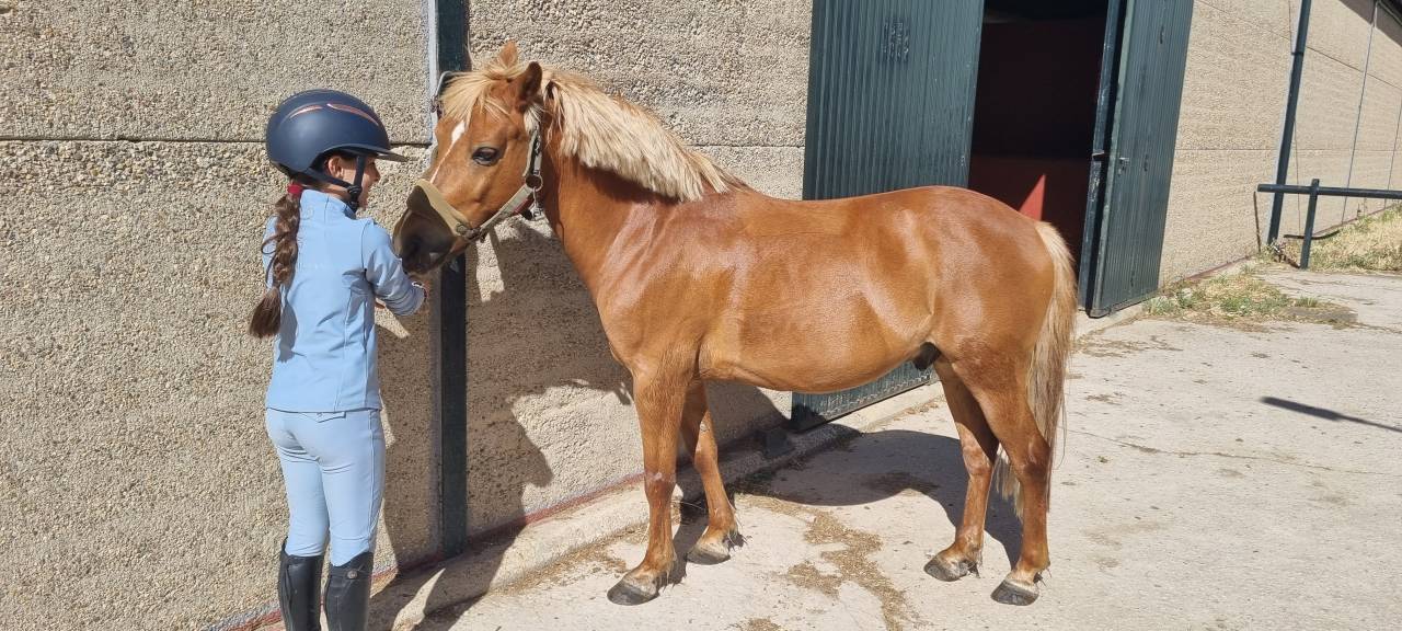 Hengst Shetland Te koop 2014 Vos