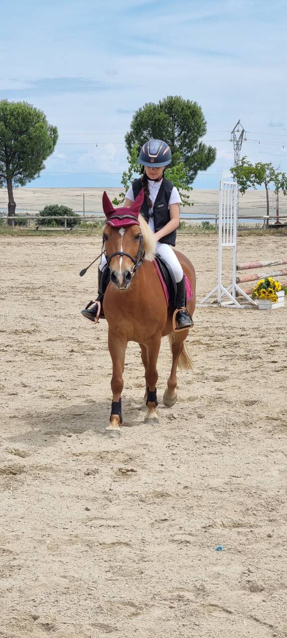 Hengst Shetland Te koop 2014 Vos