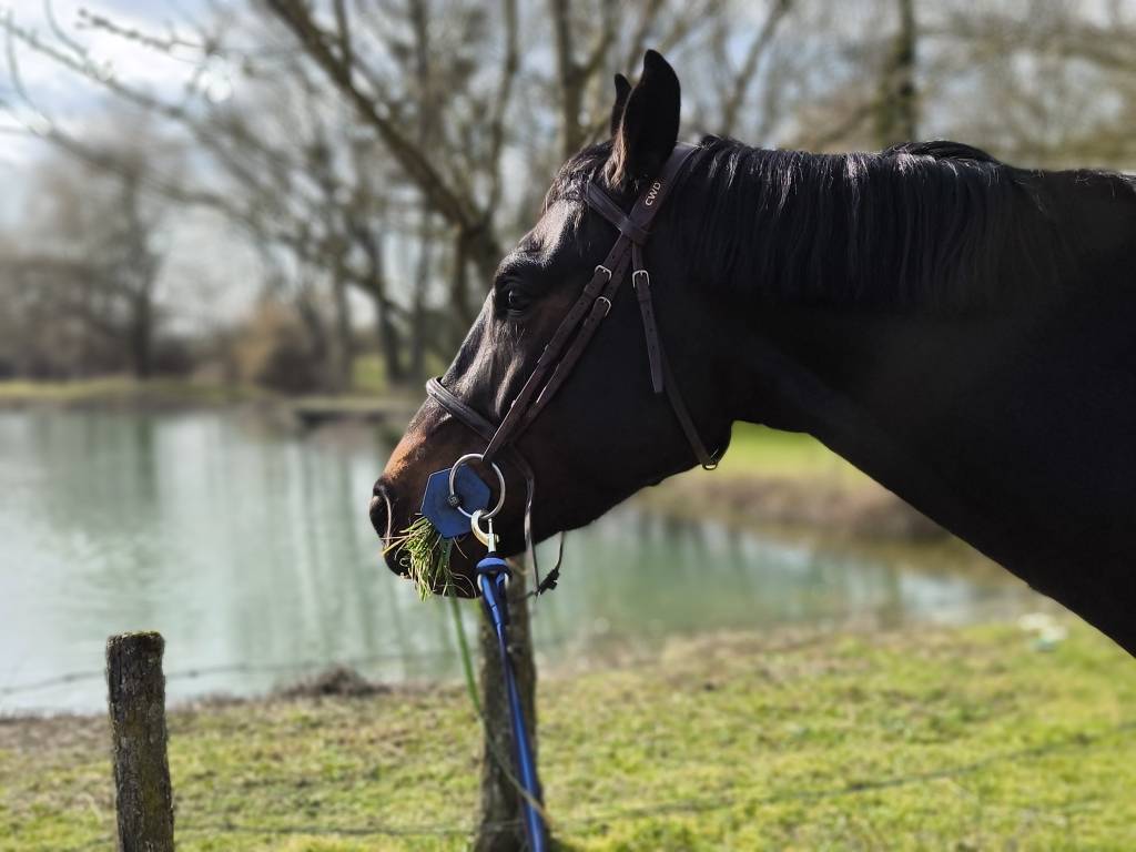 Ruin Selle Fran&ccedil;ais Te koop 2020 Zwart ,  Kasanova de la pomme