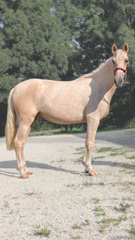 Merrie PRE Puur Ras Spaans Te koop 2023 Palomino ,  TREMENDO JL