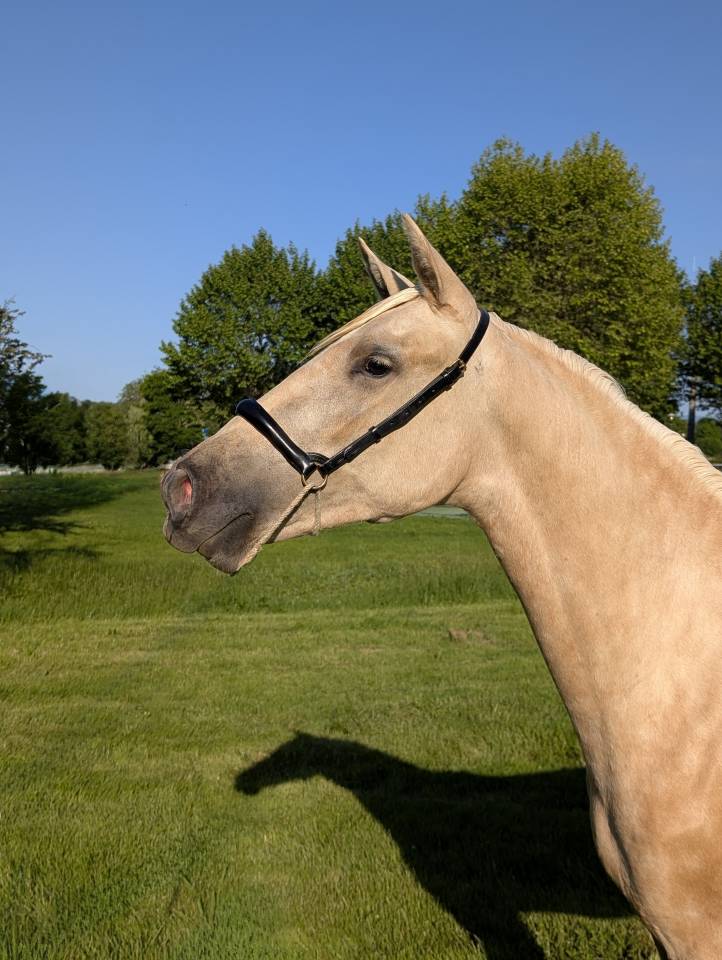 Merrie PRE Puur Ras Spaans Te koop 2023 Palomino ,  TREMENDO JL