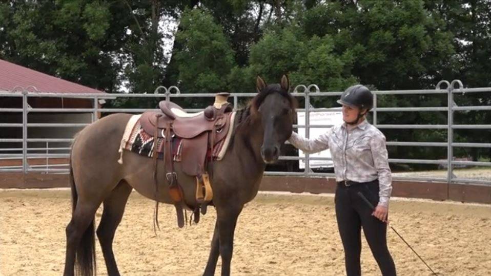Merrie Quarter Horse Te koop 2020 Muisgrijs ,  JAZ GC DE PLATA