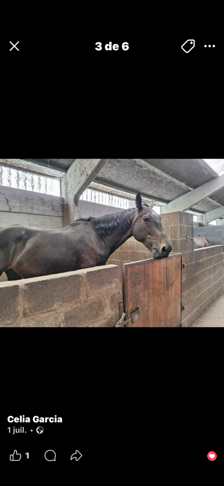 Merrie Rijpaard Te koop 2012 Bruin