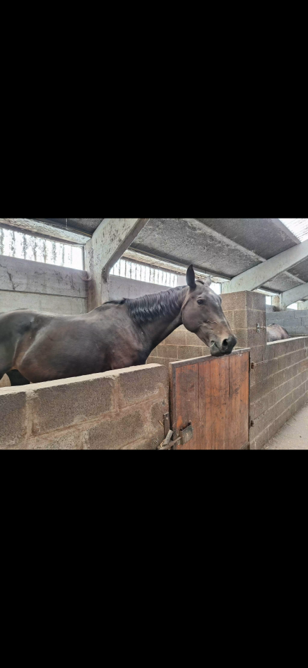 Merrie Rijpaard Te koop 2012 Bruin