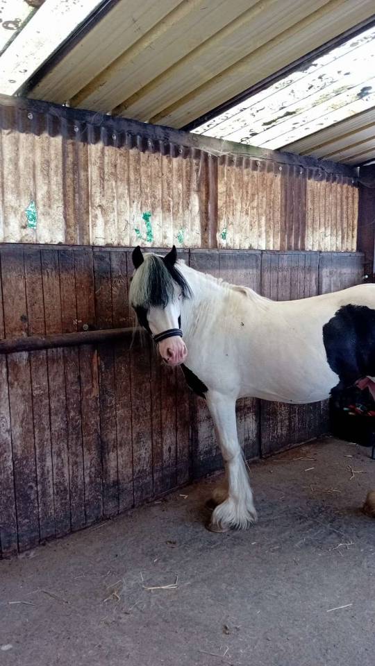 Dekhengst Andere pony rassen Te koop 2019 Overige kleuren