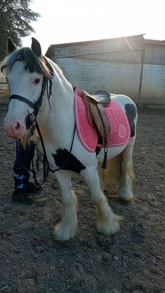 Dekhengst Andere pony rassen Te koop 2019 Overige kleuren