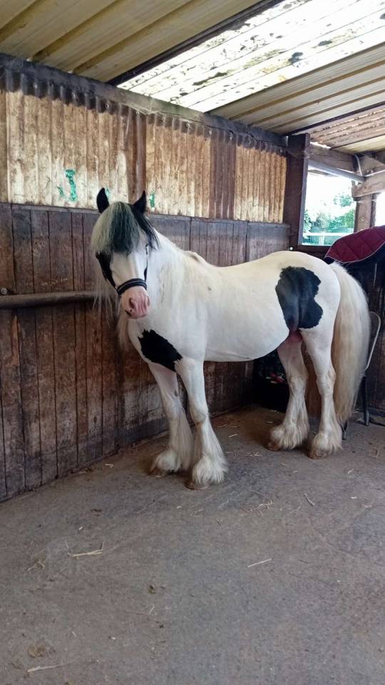 Dekhengst Andere pony rassen Te koop 2019 Overige kleuren
