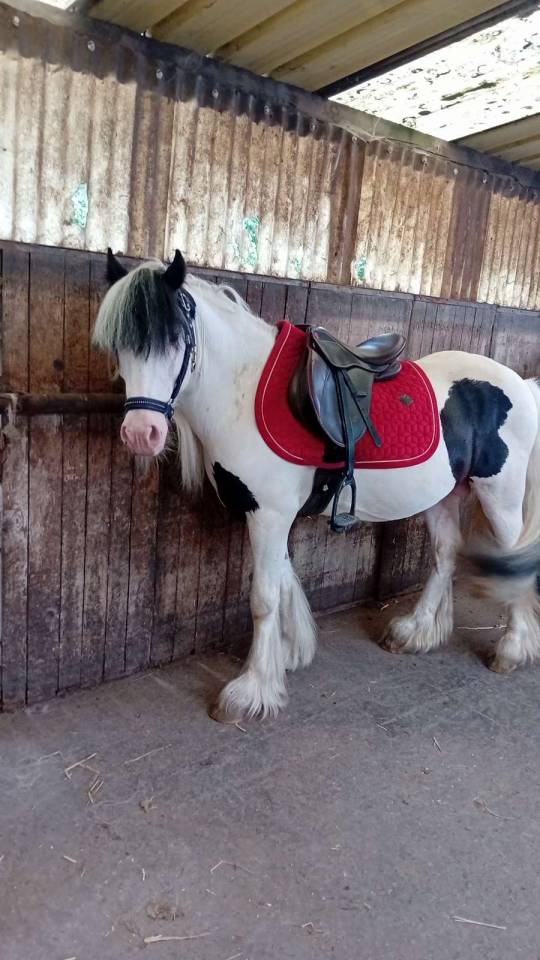 Dekhengst Andere pony rassen Te koop 2019 Overige kleuren