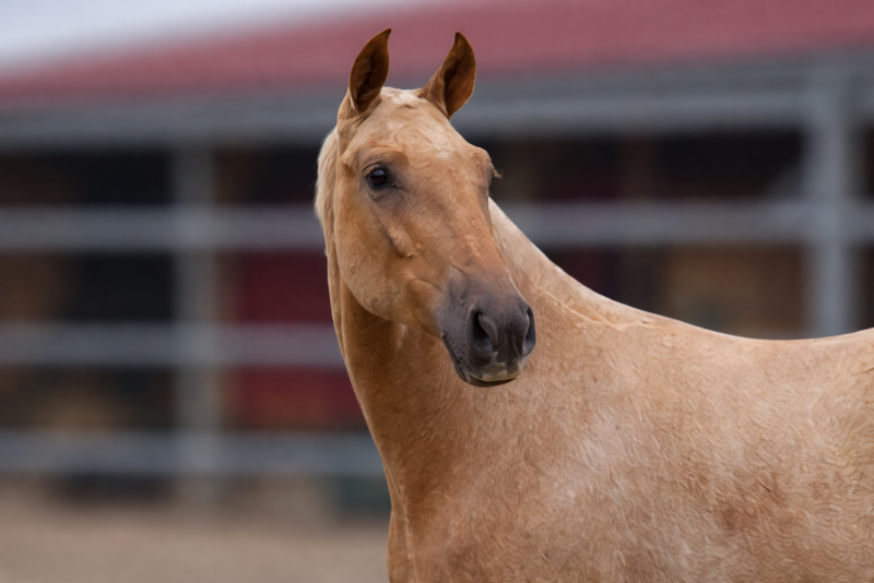 Veulen (ml) PRE Puur Ras Spaans Te koop 2025 Palomino ,  MALVERDE FP
