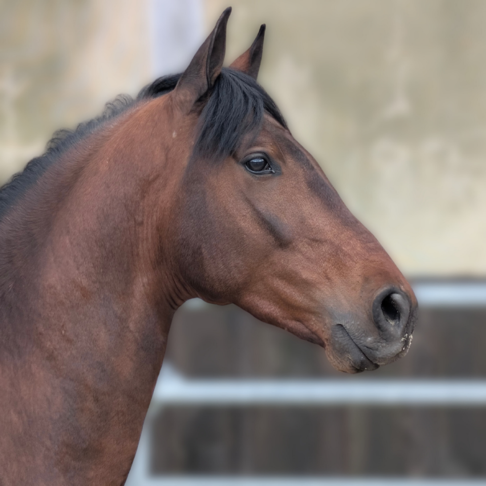 Ruin PRE Puur Ras Spaans Te koop 2023 Donker bruin / bai