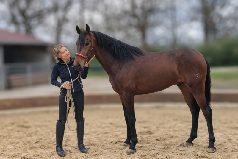 Ruin PRE Puur Ras Spaans Te koop 2023 Donker bruin / bai