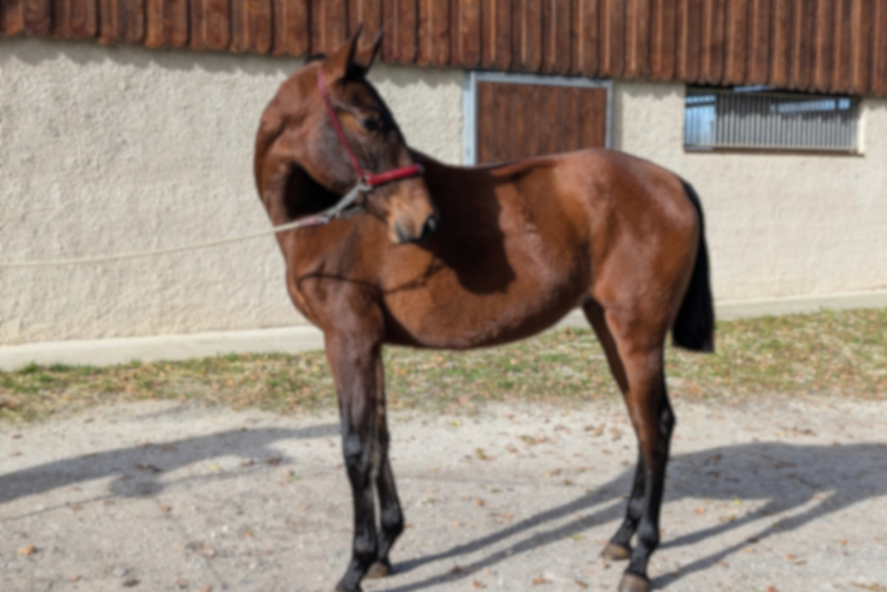 Merrie PRE Puur Ras Spaans Te koop 2024 Donker bruin / bai ,  ABANICO SG