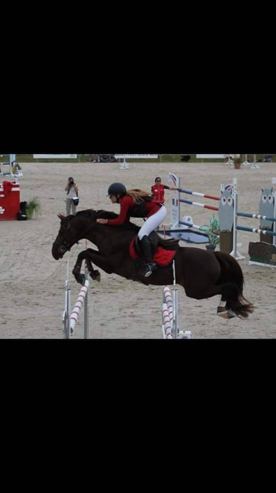 Merrie Franse rijpony PFS Half pension 2017 Bruin / Bai