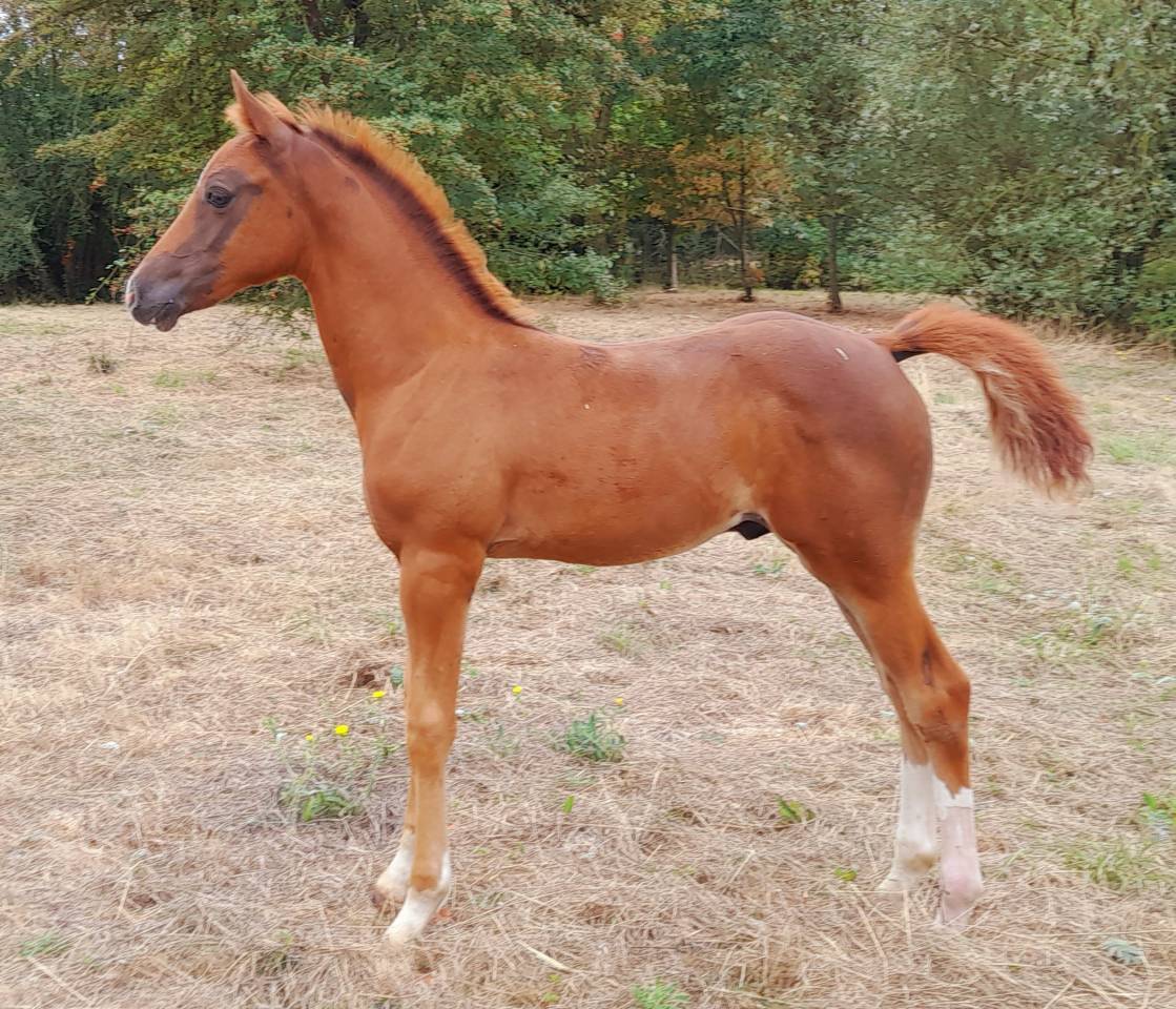 Merrie Franse rijpony PFS Half pension 2017 Bruin / Bai