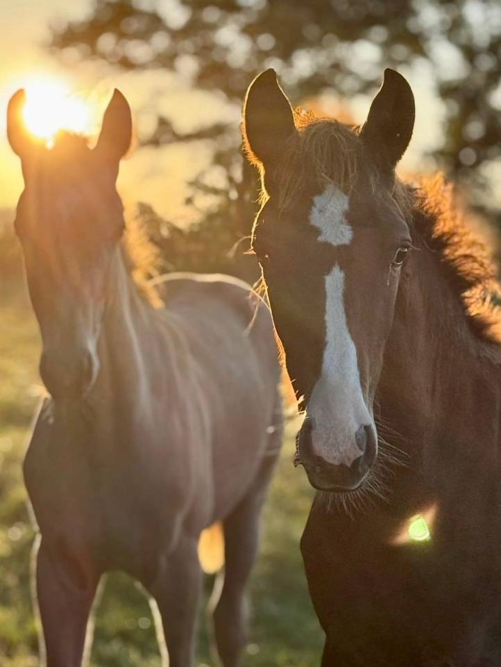 Hengst Franse rijpony PFS Te koop 2025 Koffie vos ,  ROUDOUDOU D'HURL'VENT