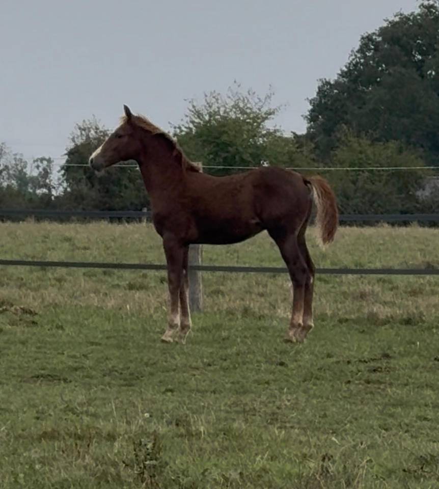 Hengst Franse rijpony PFS Te koop 2025 Koffie vos ,  ROUDOUDOU D'HURL'VENT
