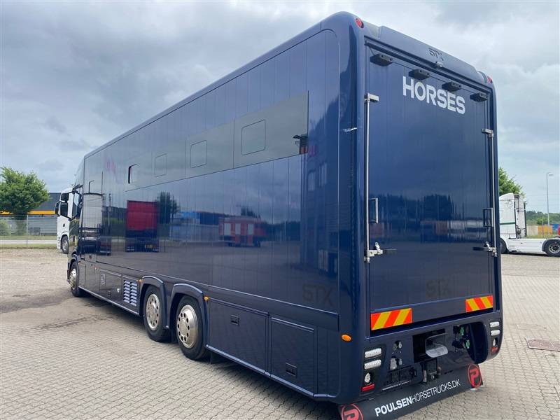 Zware paardenvrachtwagen (groot rijbewijs) Scania STX 2023 Tweedehands