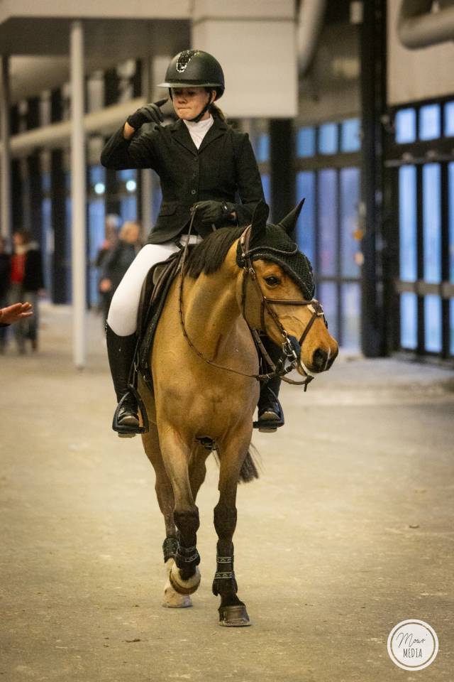 Ruin Franse rijpony PFS Te koop 2015 Donker bruin / bai ,  QUABAR DES MONCEAUX