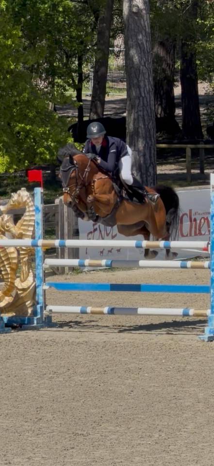 Ruin Franse rijpony PFS Te koop 2015 Donker bruin / bai ,  QUABAR DES MONCEAUX