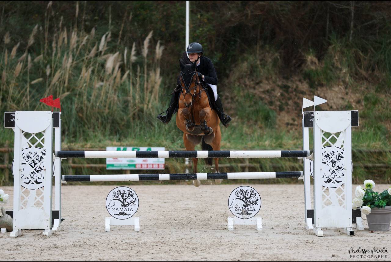 Ruin Franse rijpony PFS Te koop 2015 Donker bruin / bai ,  QUABAR DES MONCEAUX