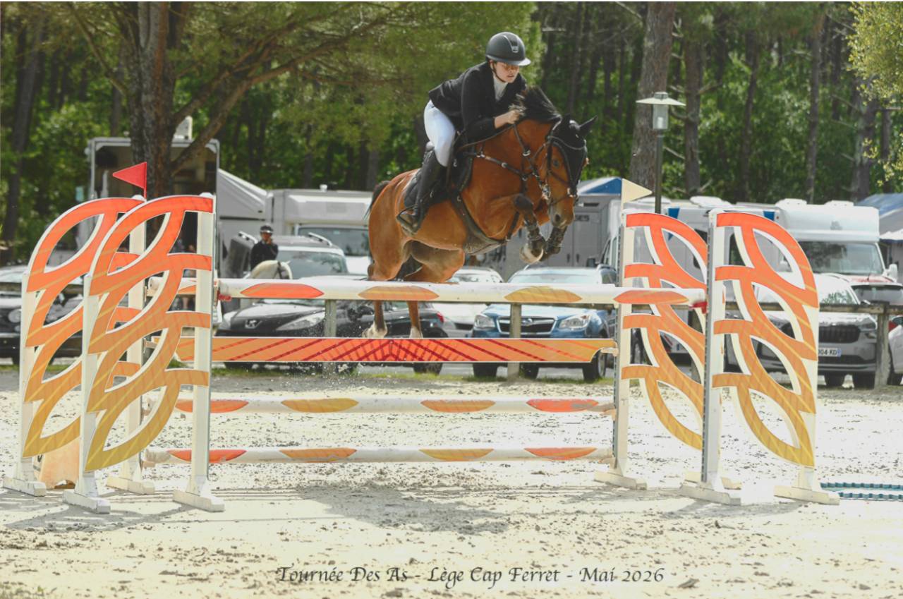 Ruin Franse rijpony PFS Te koop 2015 Donker bruin / bai ,  QUABAR DES MONCEAUX