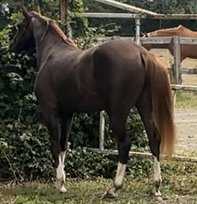 Veulen (vr) Franse rijpony PFS Delen 2023 Koffie vos ,  hwen d&rsquo;o
