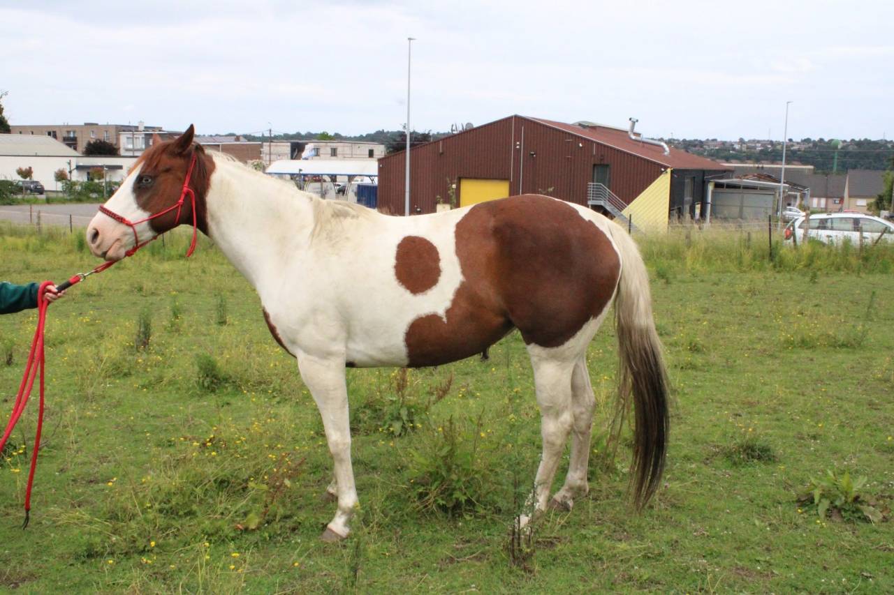 Veulen (vr) Paint Horse Te koop 2020 Bontzwart