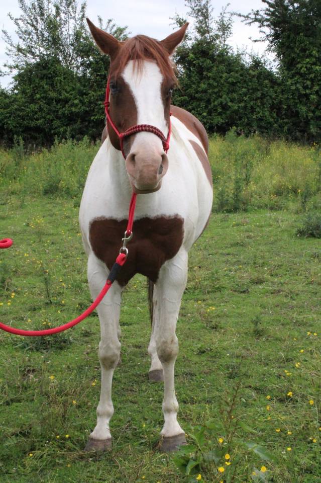 Veulen (vr) Paint Horse Te koop 2020 Bontzwart